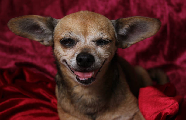 Small Chihuahua Dog on Red Velvet Blanket stock photo