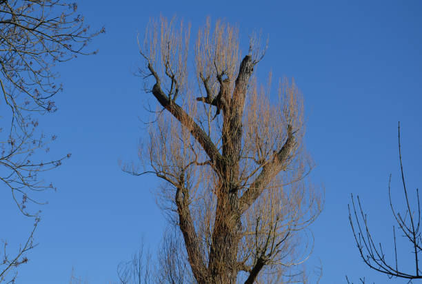 a black poplar was cut by an arborist expert a year ago. the main branches were cut and cut with a chainsaw. a lot of new shoots, twigs of rods have grown - poplar tree tree black poplar silhouette imagens e fotografias de stock