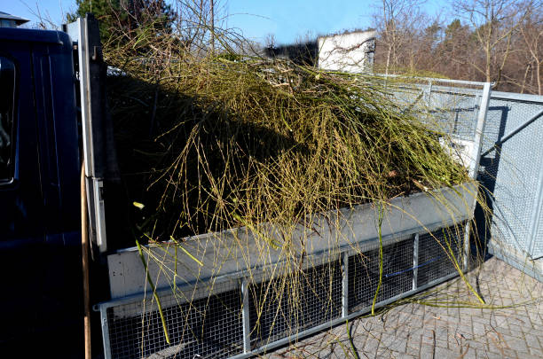 istock the willow was stripped of branches and twigs. only the skeleton remained, which again grows with new green shoots. the branches are taken by gardeners on the truck body to the composting plant 1383837051
