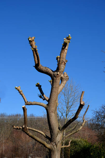 istock the willow was stripped of branches and twigs. only the skeleton remained, which again grows with new green shoots. the branches are taken by gardeners on the truck body to the composting plant 1383837606