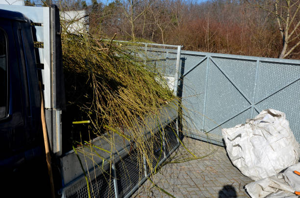 istock the willow was stripped of branches and twigs. only the skeleton remained, which again grows with new green shoots. the branches are taken by gardeners on the truck body to the composting plant 1383837607