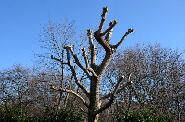 the willow was stripped of branches and twigs. only the skeleton remained, which again grows with new green shoots. the branches are taken by gardeners on the truck body to the composting plant