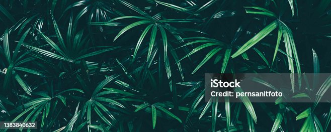 istock tropical palm leaves, dark green nature background 1383840632
