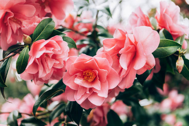 istock Pink Camellia Tree with Blooming Flowers 1383840646