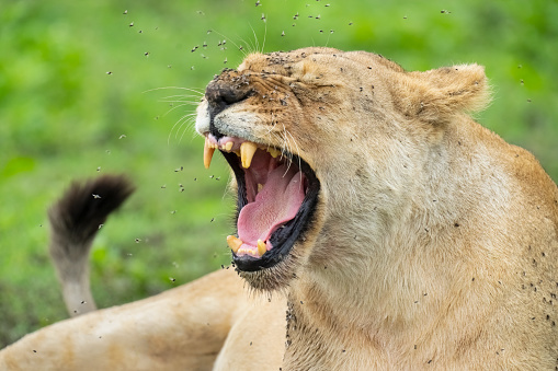 Female lion (Panthera leo) covered in flies. Ndutu region of Ngorongoro Conservation Area, Tanzania, Africa