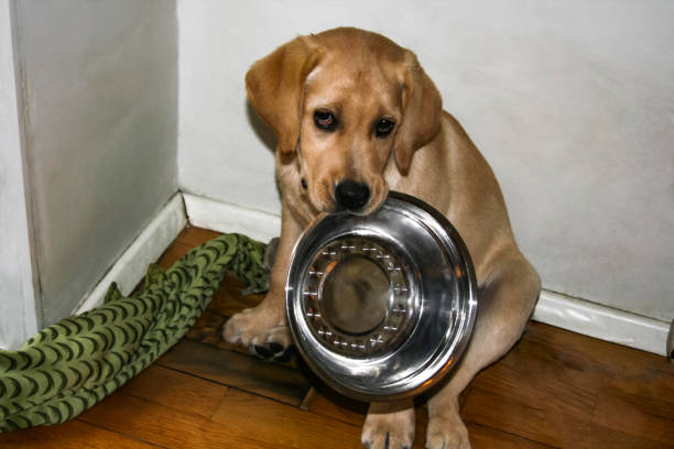 istock Fawn labrador puppy holds metal bowl in its teeth. 1383841733