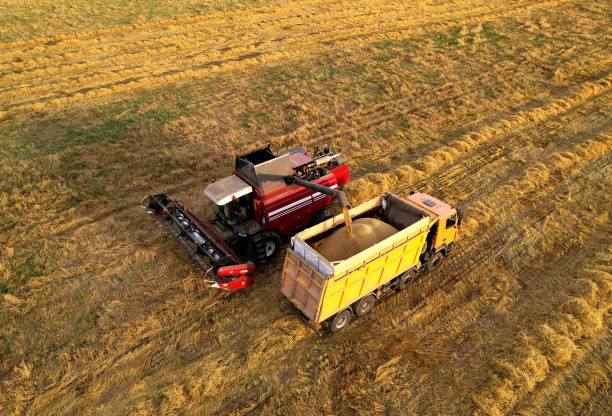 istock Combine harvester on spring wheat harvesting. Wheat and winter barley yields. 1383841758