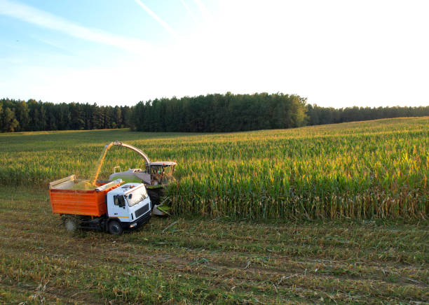 Forage harvester on maize harves for silage in field. Corn harvesting in farm. Self-propelled Harvester for agriculture. Tractor work on corn harvest. Corn markets react in crisis world breadbasket.
