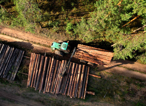 istock Crane forwarder machine during clearing of forested land. 1383843227