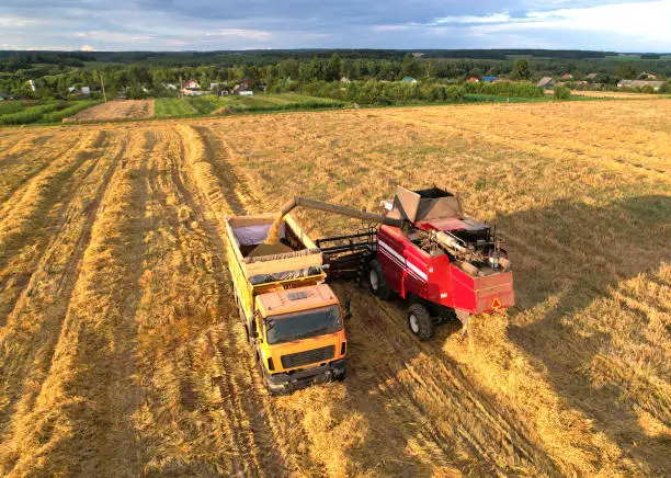 Combine harvester on spring wheat harwesting. Wheat and winter barley yields. Wheat, maize, soybeans. Harvester loads grain in dump truck for transportation to a flour and bread plant. Grain market."n