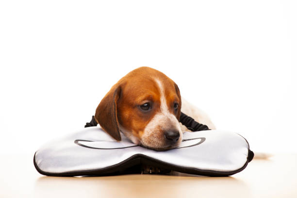 istock image of dog white background 1383844246