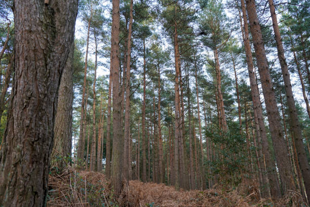 istock Looking in to pine woodland and bracken 1383844596