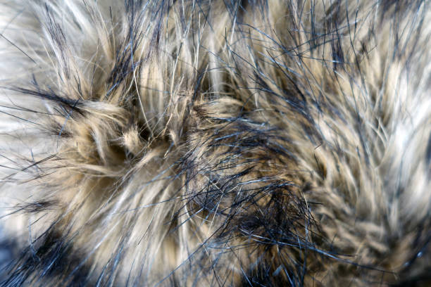 istock Animal fur close up. 1383844649