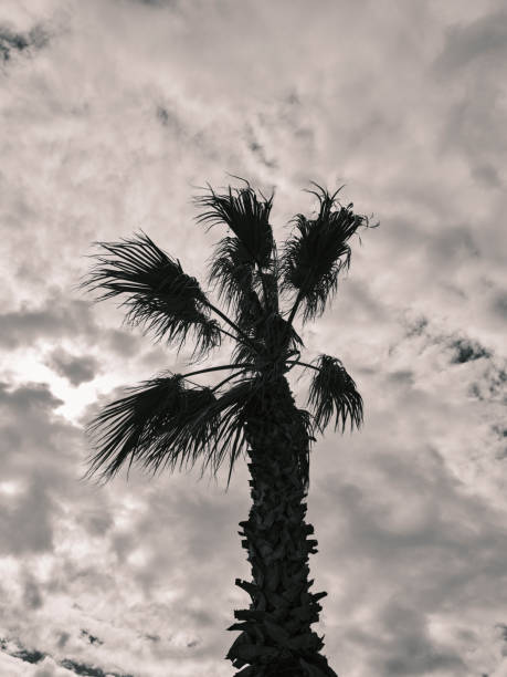 beautiful palm tree and  cloudy sky background