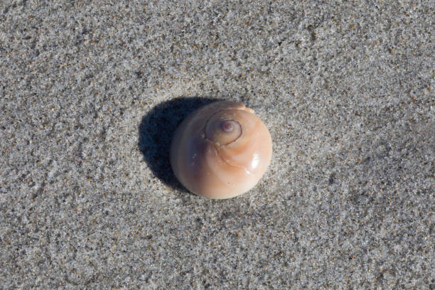 Moon Snail Shell Shell of the Moon Snail (Naticidae) found in the surf wash.  Cocoa Beach, Brevard County, Florida michael stephen wills texture stock pictures, royalty-free photos & images
