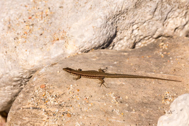 istock Lizard (Podarcis peloponnesiacus) sitting on a stone close-up in a sunny day 1383849067