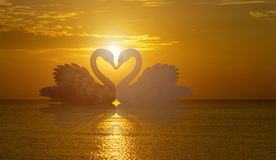 beautiful black swan in heart shape on lake sunset .Love bird concept