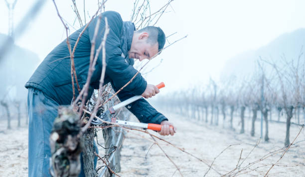 A man pruning a vineyard stock photo