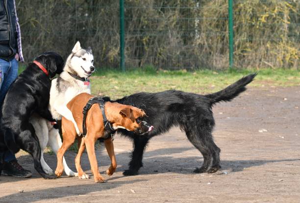 istock 4 playful dogs 1383850606