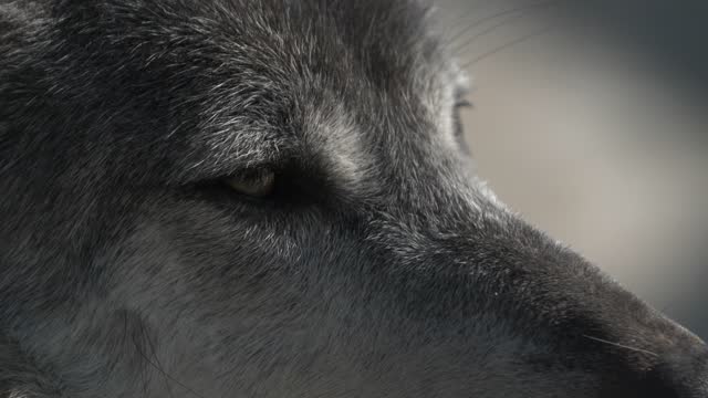 Magnificent wolf eyes close-up. Wild animals