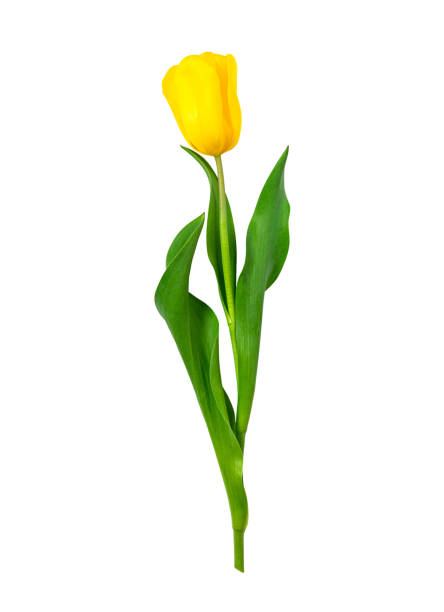 istock yellow tulip isolated on white background. vertical 1383851046