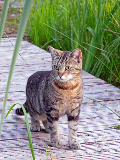 A tabby cat lurks on a wooden footbridge in the reedsA tabby cat lurks on a wooden footbridge in the reeds stock photo
