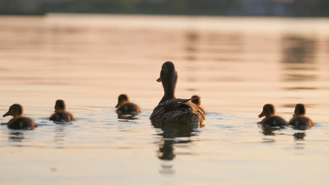 Wild duck family of mother bird and her chicks swimming on lake water at bright sunset. Birdwatching concept