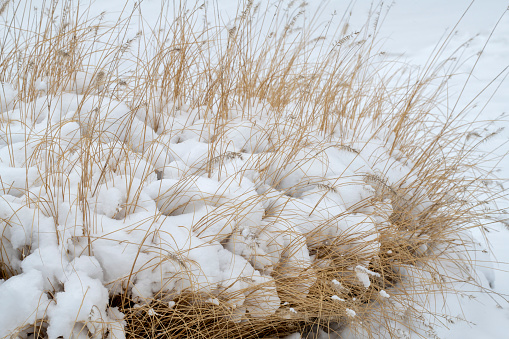 Grass in Winter after snowstorm