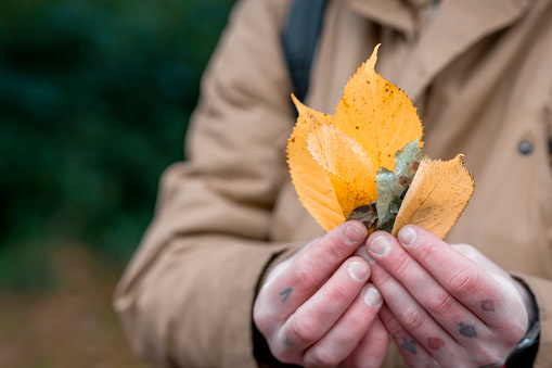 A close-up selective focus of an unrecognizable man with tattooed hands holding up some fallen beautiful colorful autumn leaves in a park in Newcastle upon Tyne in the North East of England.