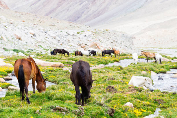 istock Horse in a green meadow. 1383853860