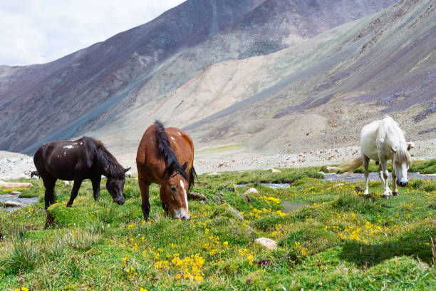 istock Horse in a green meadow. 1383854114