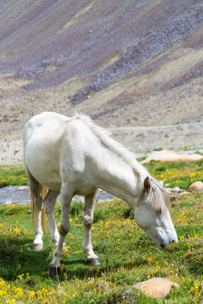 istock White horse in a green meadow. 1383854138