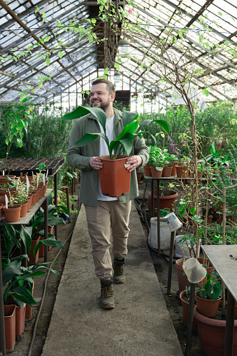 Man carries large pot with flower and smiles. Farmer walks along path in large greenhouse between green plants that stand around. He breeds plants and flowers. Gardening, seedlings