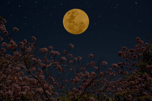 istock Full moon on the sky with flowers tree branch at night. 1383854792