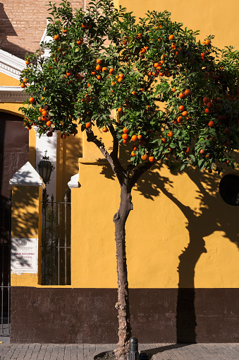 Orange tree (Citrus aurantium) laden with fruit, outside the Iglesia de San Martin de Tolus, Plaza de San Martín, Sevilla, Andalucia, Spain