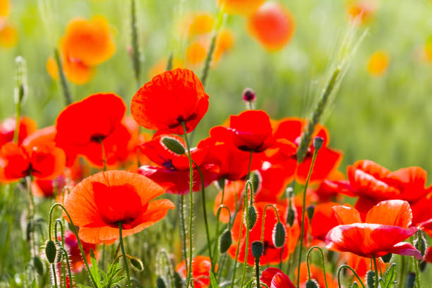istock beautiful closeup red poppy 1383855130
