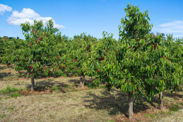 istock Juicy fresh cherries from the Rheingau/Germany 1383856892