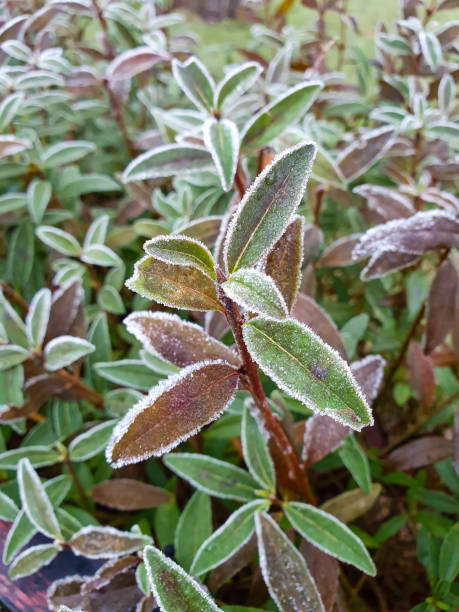 istock Morning frost on plants 1383857083