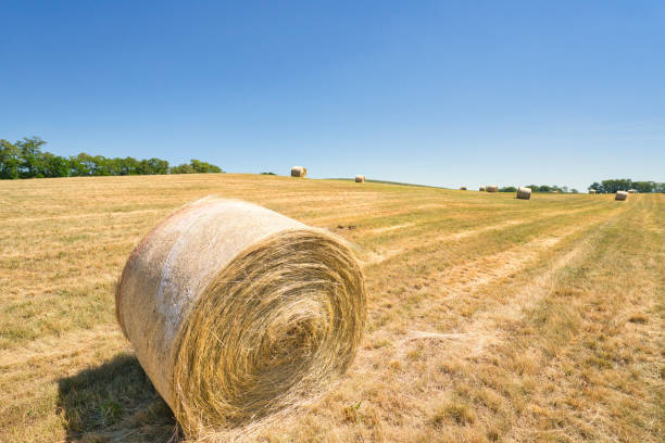 istock a Round bale of straw in the meadow 1383858773