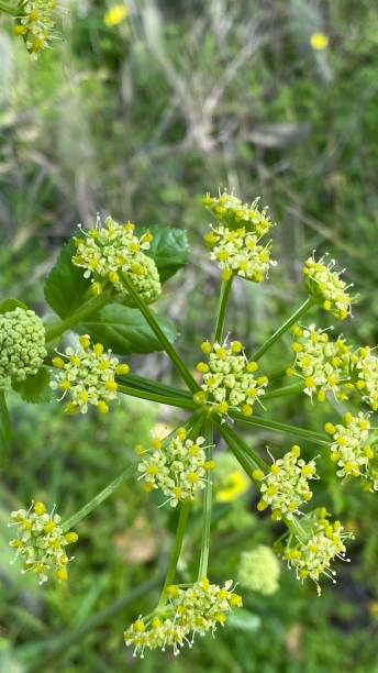 istock plants - color - natural 1383859294