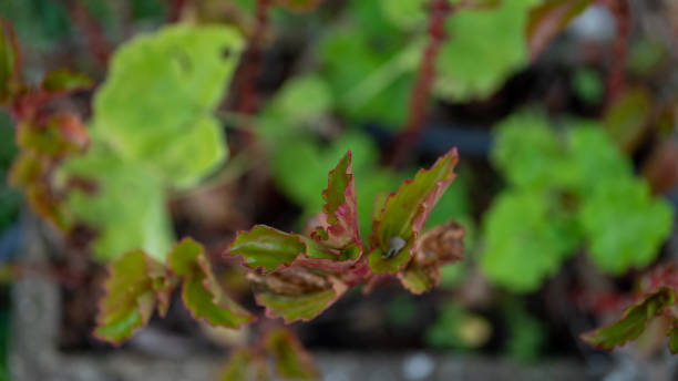istock nature flower leaves garden 1383859332