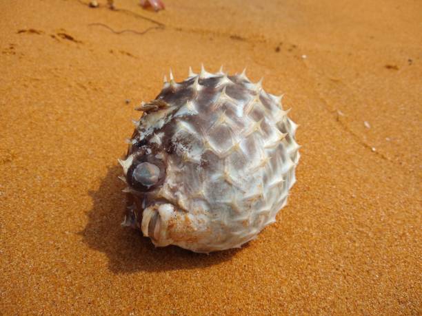istock Dead puffer fish on the beach, close-up view 1383859474