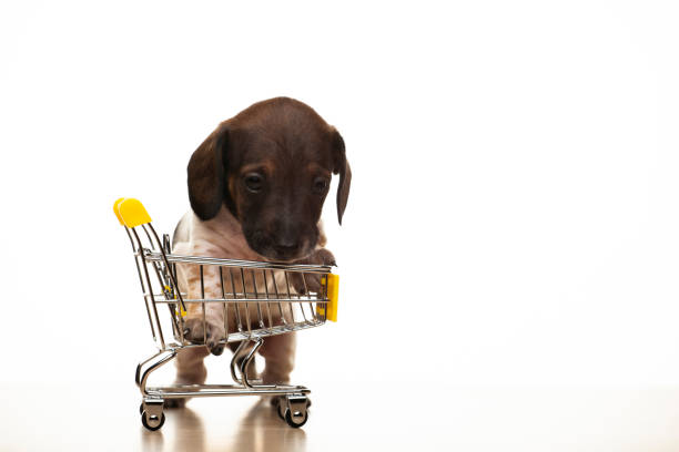 istock image of dog trolley white background 1383860225