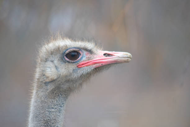 portrait d’un émeu détournant le regard - young bird beak feather ostrich photos et images de collection