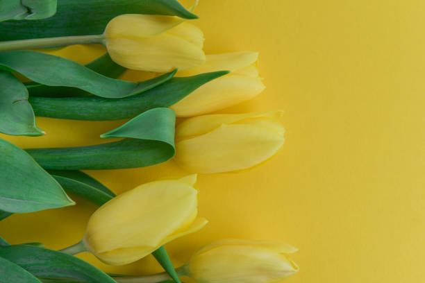 istock Yellow tulips on a yellow background 1383860482