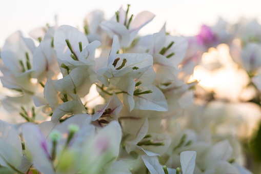 A close-up view of a bouquet of white and pink bougainvillea blooming beautifully against the early morning sunlight and the white sky commonly seen in the Thai rural forest gardens.