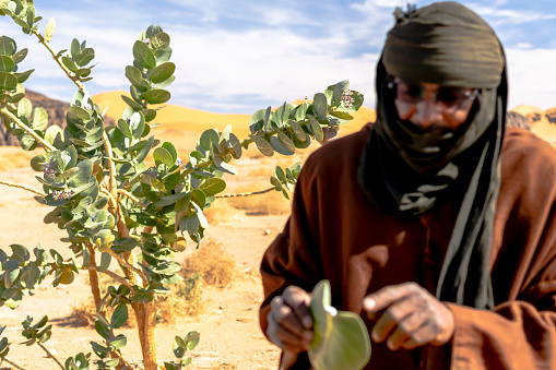 Djanet, Algeria -DECEMBER 20, 2021: A Tuareg farmer man wearing traditional headscarf clothes showing big green leaf next to a small milkweed tree in the Sahara Desert with sand dunes. Clouds blue sky