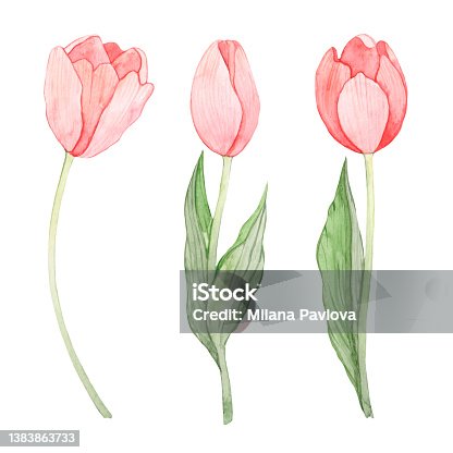 istock Watercolor set of pink tulips isolated on white background. Spring flowers. Floral illustrations. Mothers Day. International Women's Day. For postcards. Wedding. 1383863733