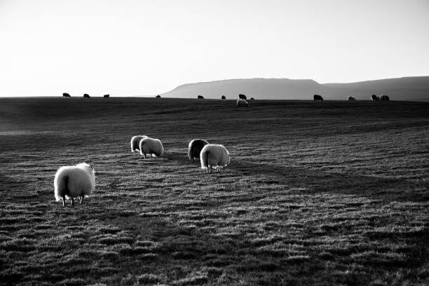 istock Beautiful landscape image of Iceland. 1383865145