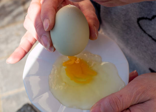 blow out white egg for Easter blow out white egg for Easter concentrated solar power photos stock pictures, royalty-free photos & images